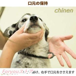 愛犬?愛猫用 歯石取り ペンチ 犬 歯石 デン...の詳細画像4