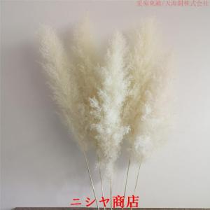 ドライフラワー 花材 白 ビッグテールリード ...の詳細画像1