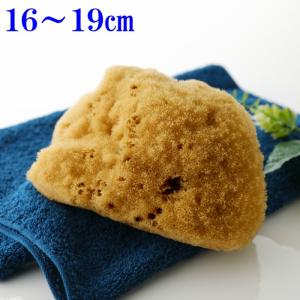 海綿 スポンジ シルク種 ナチュラル色 L 乾燥時16〜19cm ボディ洗い 美肌｜eigekai-shop