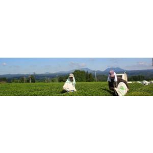宮崎茶房 百姓番茶(釜炒り茶)無農薬栽培 800gの詳細画像2