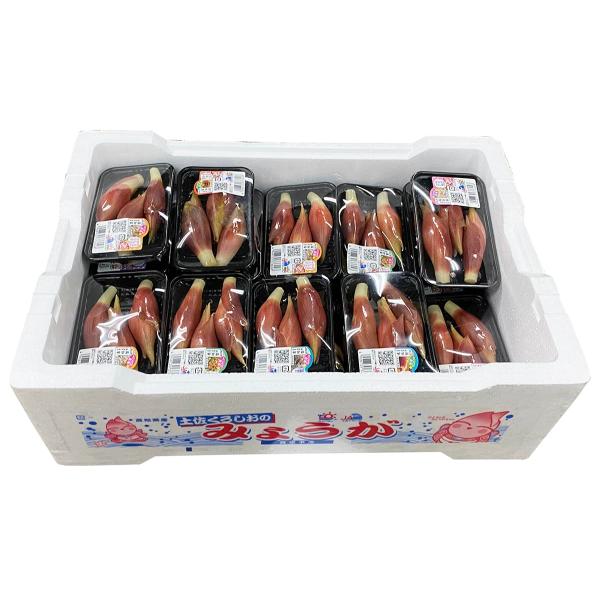 高知県産 みょうが A等級 Lサイズ 50g（3本前後入） ×40パック入り（箱） ミョウガ 茗荷