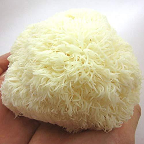 最上まいたけ 山伏茸 20個