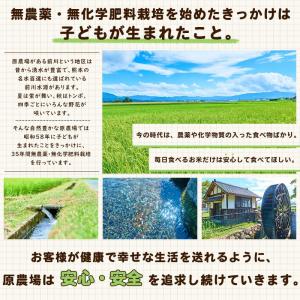 原農場の水出し麦茶240グラム(10g×12パ...の詳細画像1