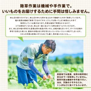 原農場の水出し麦茶240グラム(10g×12パ...の詳細画像3