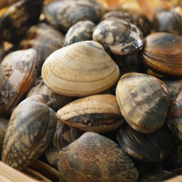 商品名：殻付き はまぐり Mサイズ 1kg(22〜30粒) 砂抜き加工済 要加熱 冷凍食品 真空パッ...