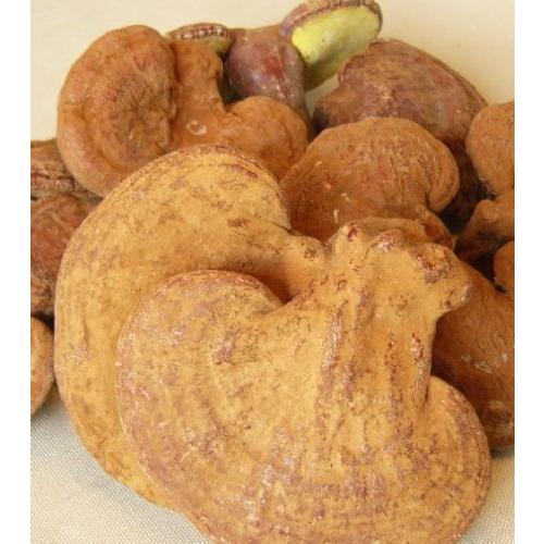 国産霊芝 長野県産お徳用霊芝 80g×5パック