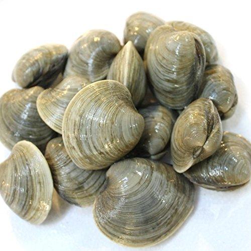 ホンビノス貝 大アサリ 白ハマグリ 白蛤 中 約1kg（豊洲直送）愛知/千葉 他【ビノス１K】