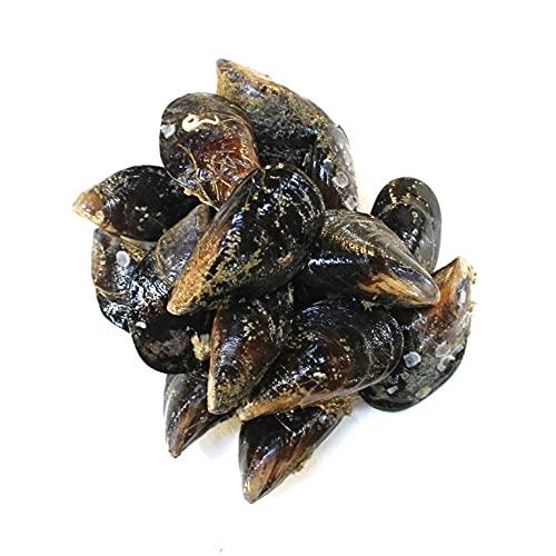 ムール貝（活け・生） 中〜大サイズ 国産（宮城県・岩手県・広島県・青森県） 約1kg（豊洲直送）鮮魚...
