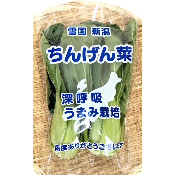 ベジタブルハート ちんげん菜 チンゲン菜 2株入×5袋 低農薬栽培 新潟産