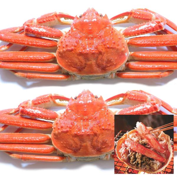 黒帯 ズワイガニ 姿 特大 ボイル ずわいがに姿 天然 本ずわい蟹 良品選別加工済 ブランド保証付 ...