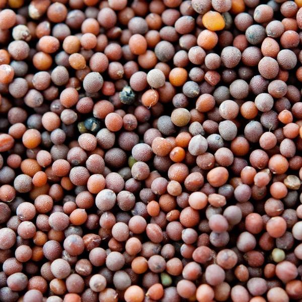 神戸スパイス ブラウンマスタードシード 5kg (1kg×5袋) Brown Mustard See...