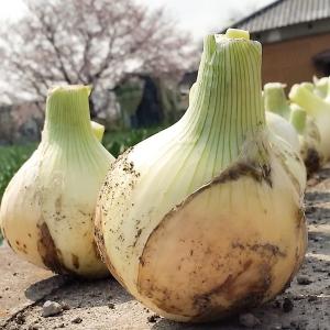 【あさひサンファーム】淡路島産 新たまねぎ 特別栽培 ひょうご安心ブランド (5)
