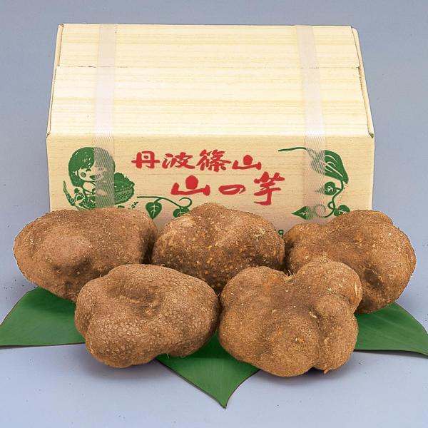 JA丹波ささやま 丹波篠山 山の芋 約3kg 優品 指定日不可