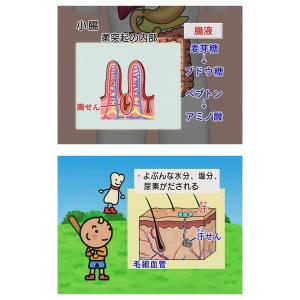 わかるよ!体のしくみ 小学生の理科 DVD 日...の詳細画像2