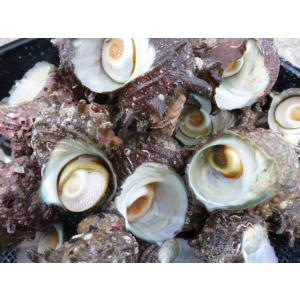 天然活サザエ2kg1セット！