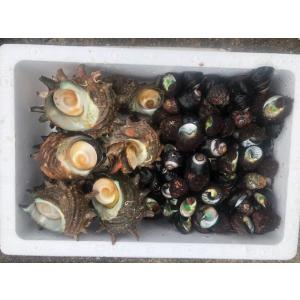 天然活サザエ1kgと活ミナ800gセット ！