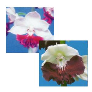 希少　厚岸町産　ホテイアツモリソウ　3芽 希少 厚岸町産 ホテイアツモリソウ 3芽 2024.6 新潟県にて 今年