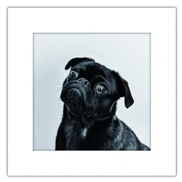 まいにち マイレット アートトワレ イヌ 非常用トイレセット 5回分 飾れる 備蓄トイレ 防災 AT...