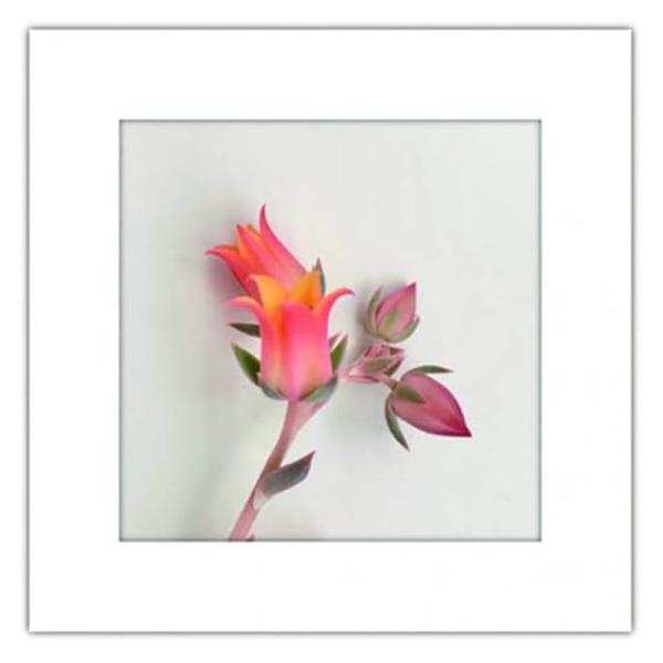 まいにち マイレット アートトワレ チューリップ 非常用トイレセット 5回分 飾れる 備蓄トイレ 防...