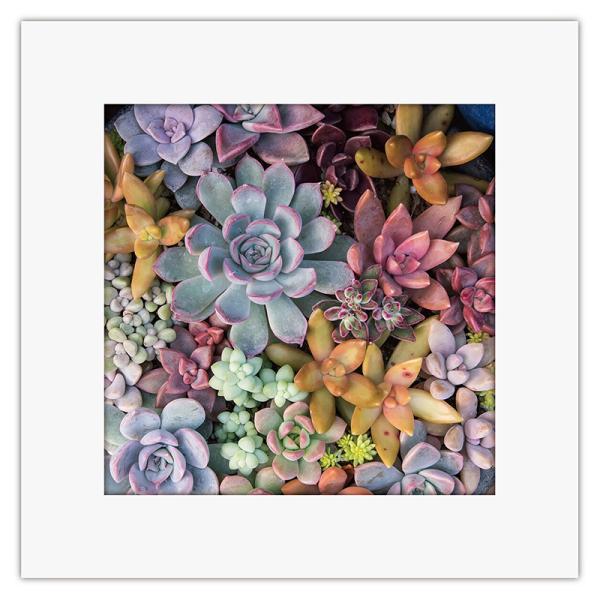 まいにち マイレット アートトワレ 多肉植物 非常用トイレセット 5回分 飾れる 備蓄トイレ 防災 ...