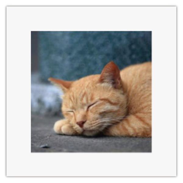 まいにち マイレット アートトワレ ねこ2 非常用トイレセット 5回分 飾れる 備蓄トイレ 防災 A...