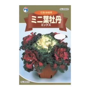 ミニ葉牡丹 種の商品一覧 通販 Yahoo ショッピング