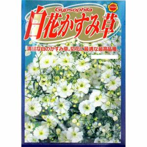 白花かすみ草 花の種 の商品一覧 種 種子 花 ガーデニング 通販 Yahoo ショッピング