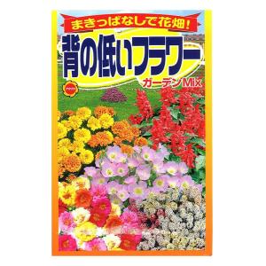 アタリヤ 背の低いフラワー ガーデンミックス メール便対応 16個まで Ejoy Paypayモール店 通販 Paypayモール