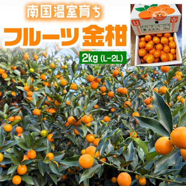季節限定 鹿児島県産 フルーツ金柑 2kg 化粧箱入り L-2L級 きんかん 果物 フルーツ 柑橘 ...
