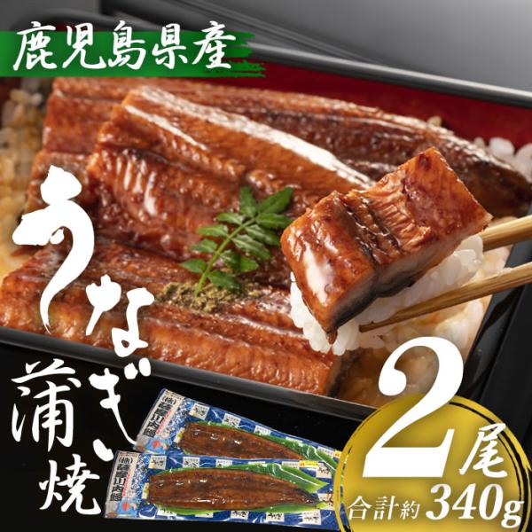 送料無料 鹿児島県産 うなぎ蒲焼き 約170g×2尾 (タレ・山椒付き)  特大 国産  鹿児島産 ...