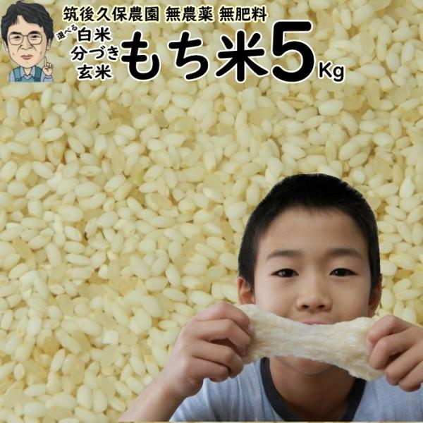 無農薬 特別栽培米 もち米 5Kg 栽培中 無肥料 福岡県産 令和７年度産 ヒヨクモチ 筑後久保農園...