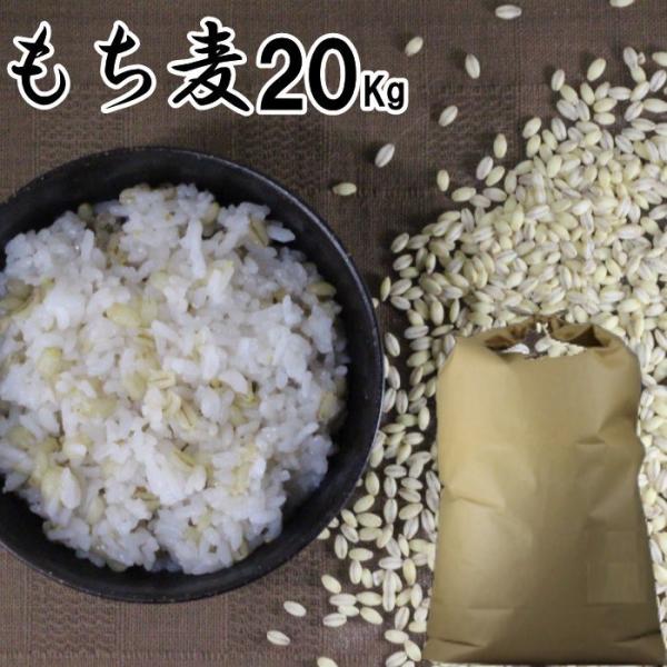 もち麦 20Kg | 大麦 くすもち二条 無農薬 筑後久保農園 福岡県産 国産