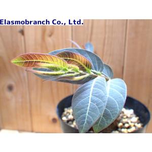 フィランサス・ミラビリス(Phyllanthus...の商品画像