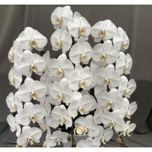 予約販売】 洋ラン【開花見込株】デンドロビウム デンドロビューム