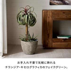 フェイク グリーン チランジア キセログラフィ...の詳細画像1