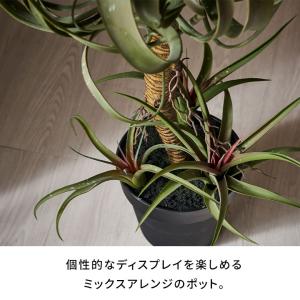 フェイク グリーン チランジア キセログラフィ...の詳細画像3