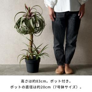 フェイク グリーン チランジア キセログラフィ...の詳細画像5