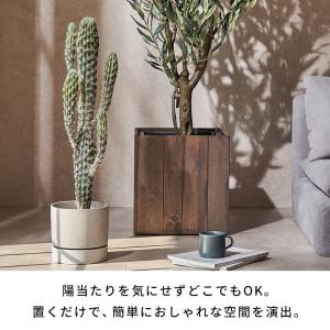 フェイクグリーン サボテン 人工 観葉植物 イ...の詳細画像3
