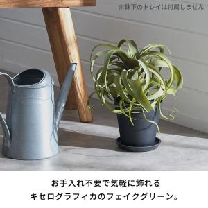 フェイク グリーン チランジア キセログラフィ...の詳細画像1