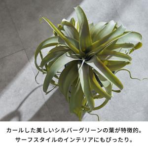 フェイク グリーン チランジア キセログラフィ...の詳細画像2