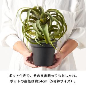 フェイク グリーン チランジア キセログラフィ...の詳細画像4