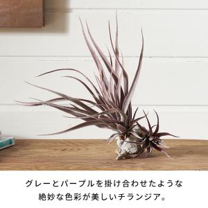フェイク グリーン チランジア 造花 観葉 植...の詳細画像2