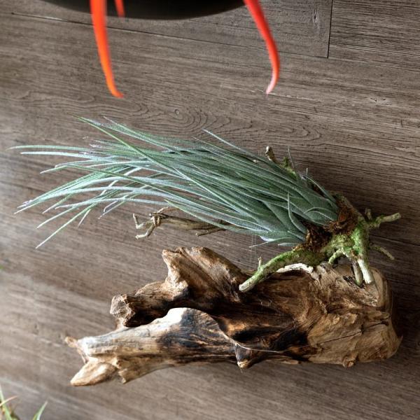 フェイクグリーン チランジア 造花 観葉植物 インテリアグリーン エアプランツ 着生 インテリア ガ...