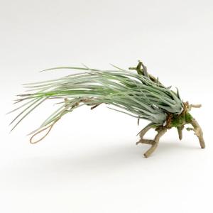 フェイクグリーン チランジア 造花 観葉植物 ...の詳細画像1