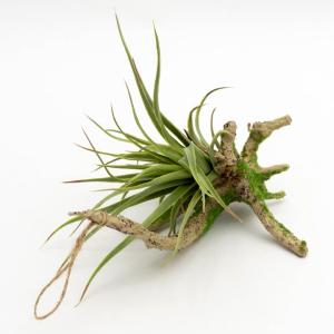 フェイクグリーン チランジア 造花 観葉植物 ...の詳細画像1