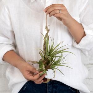 フェイクグリーン チランジア 造花 観葉植物 ...の詳細画像2