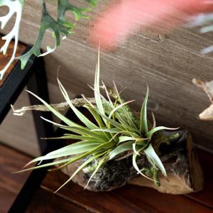 フェイクグリーン チランジア 造花 観葉植物 ...の詳細画像3