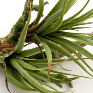 フェイクグリーン チランジア 造花 観葉植物 ...の詳細画像4