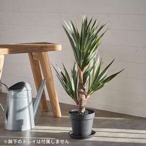 フェイク グリーン アガベ 高さ 58cm 観...の詳細画像1