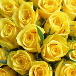 4色から選べる バラの花束 1本販売(15本以...の詳細画像3